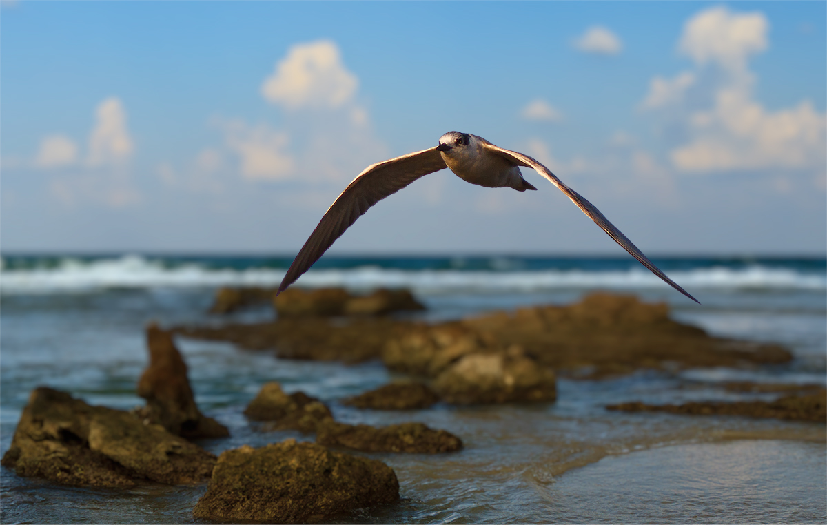 White-winged Tern