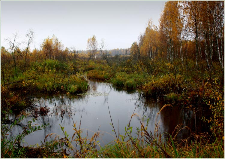 В лесной тиши.