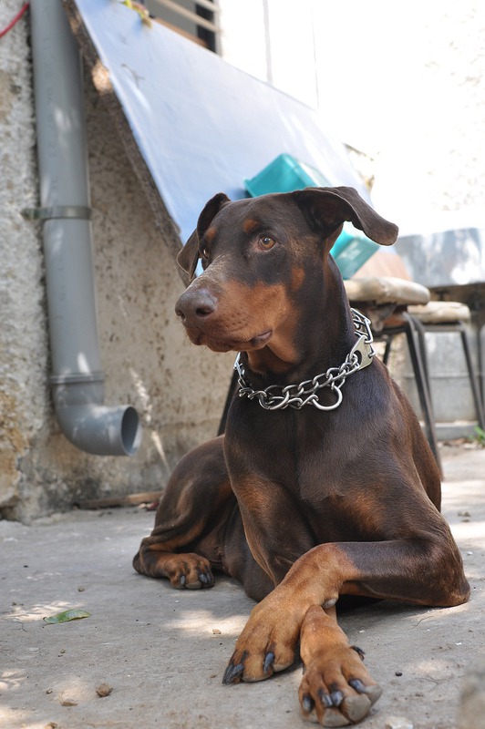 Doberman