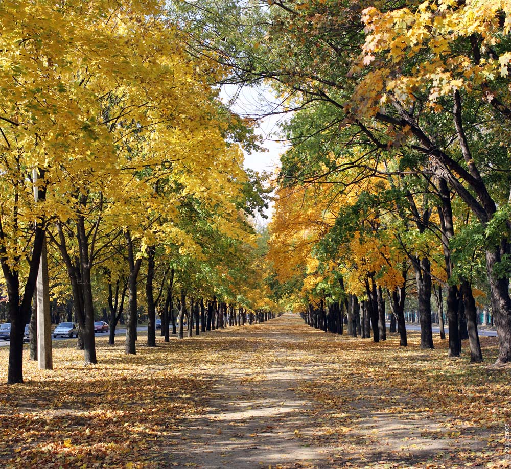 Аллея Московского проспекта