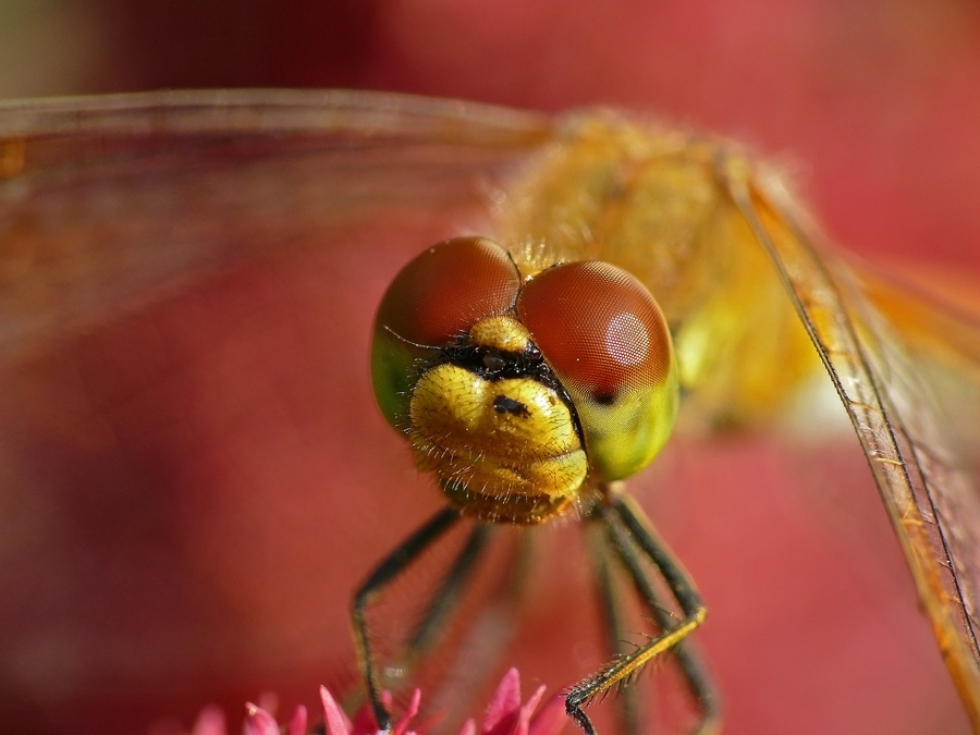 Симпетрум жёлтый Sympetrum flaveolum