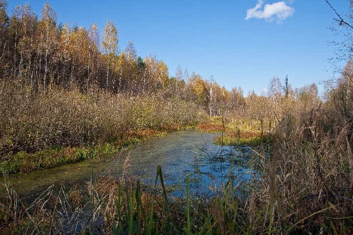 Первый заморозок