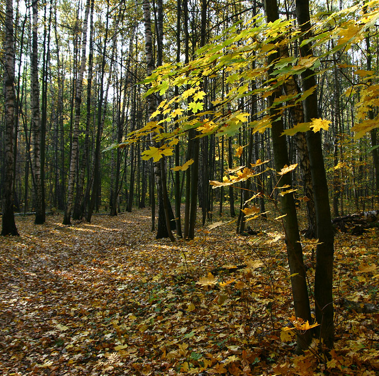 В осеннем лесу