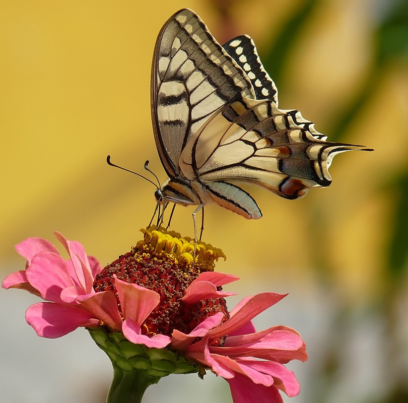 Papilio machaon