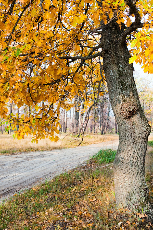 Oak tree