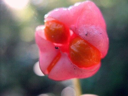 инопланетянин