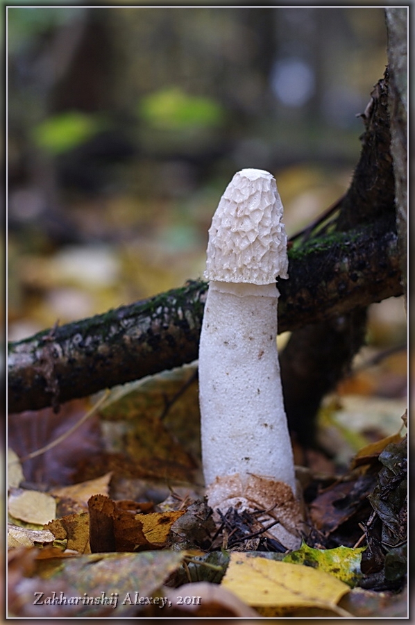 Весёлка обыкновенная (Phallus impudicus)