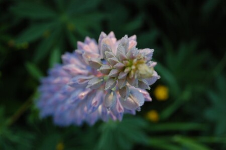 Люпин на рассвете