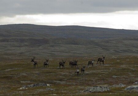 Стой!Стрелять буду! =)