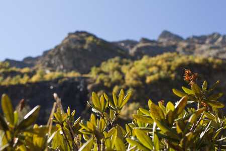 Рододендрон.