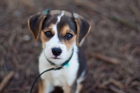 Бездомный бродяга...