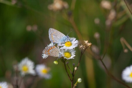 Любит? Не любит?