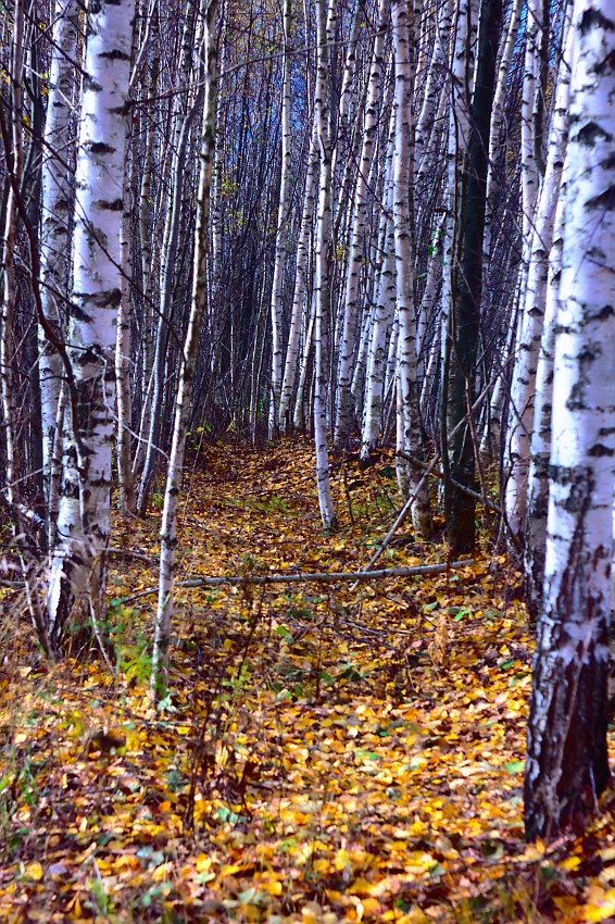 Осенний лес.