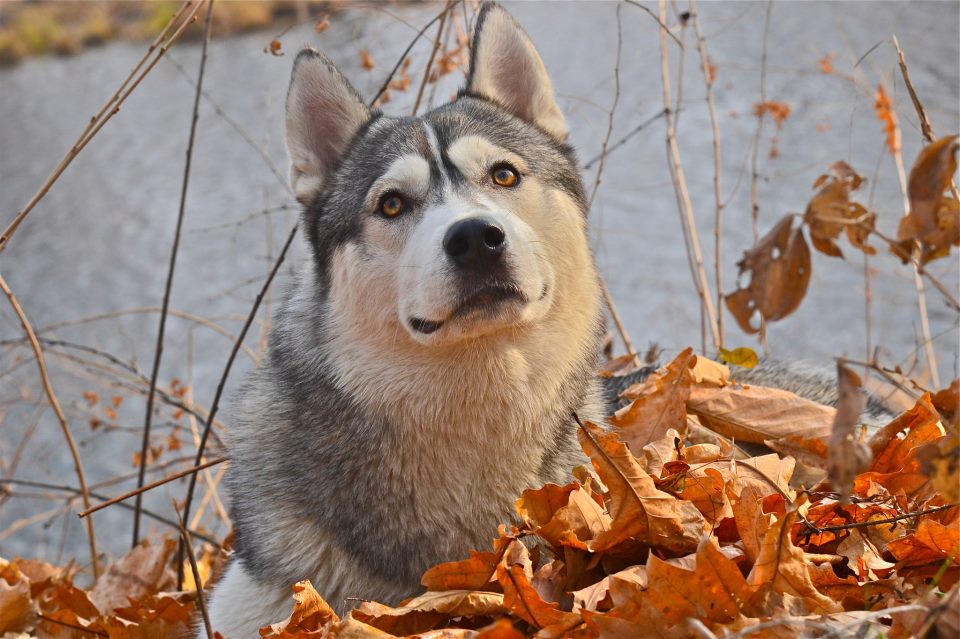 осенний волк