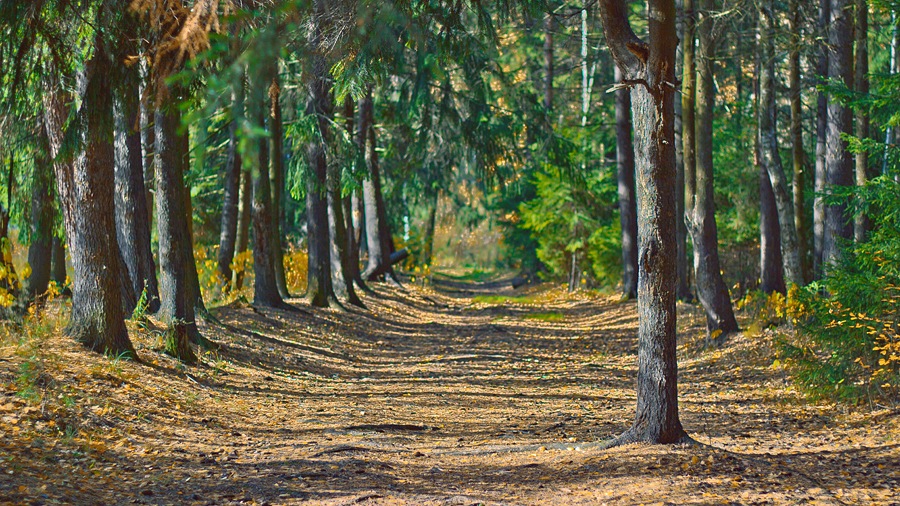 Paths to the Fall