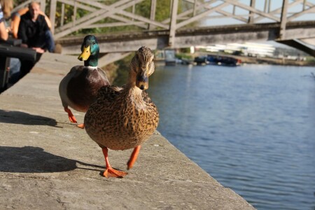 Утиный марш