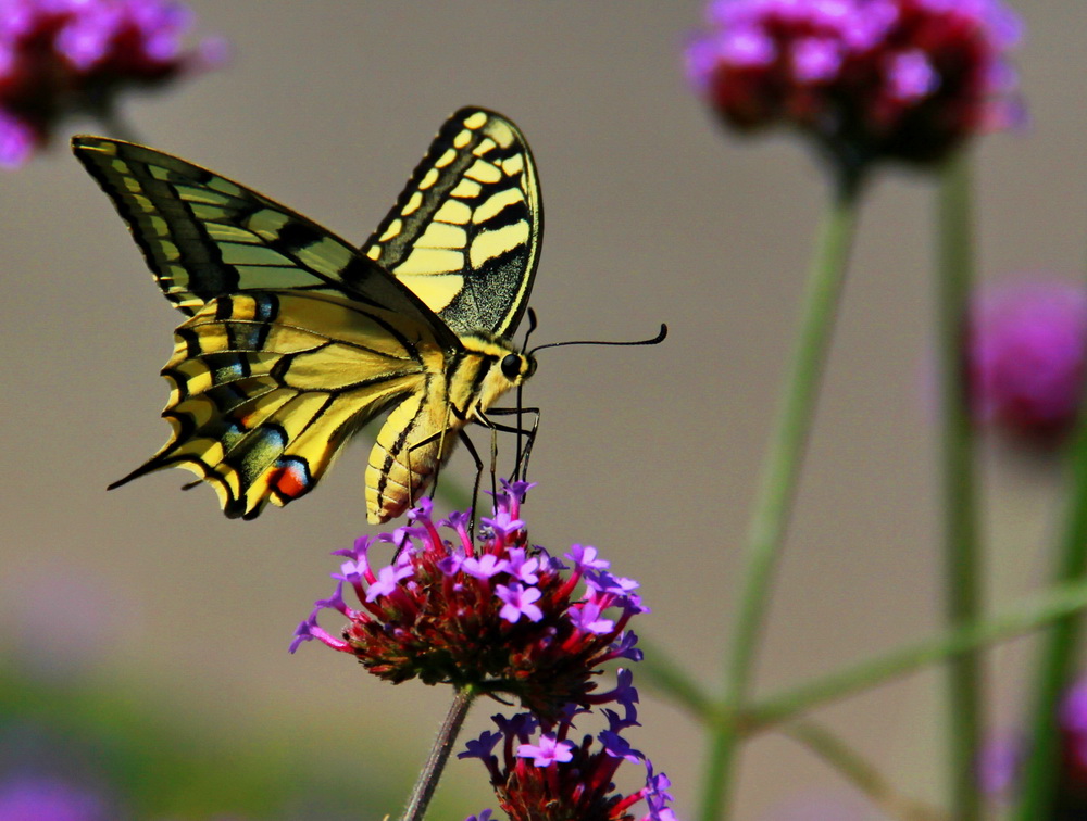 Papilio machaon