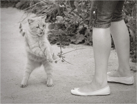 Каратэ-котэ. Нападение из кустов.