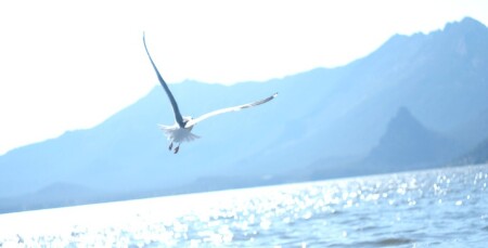 Свобода, или как бы хотелось иметь крылья...