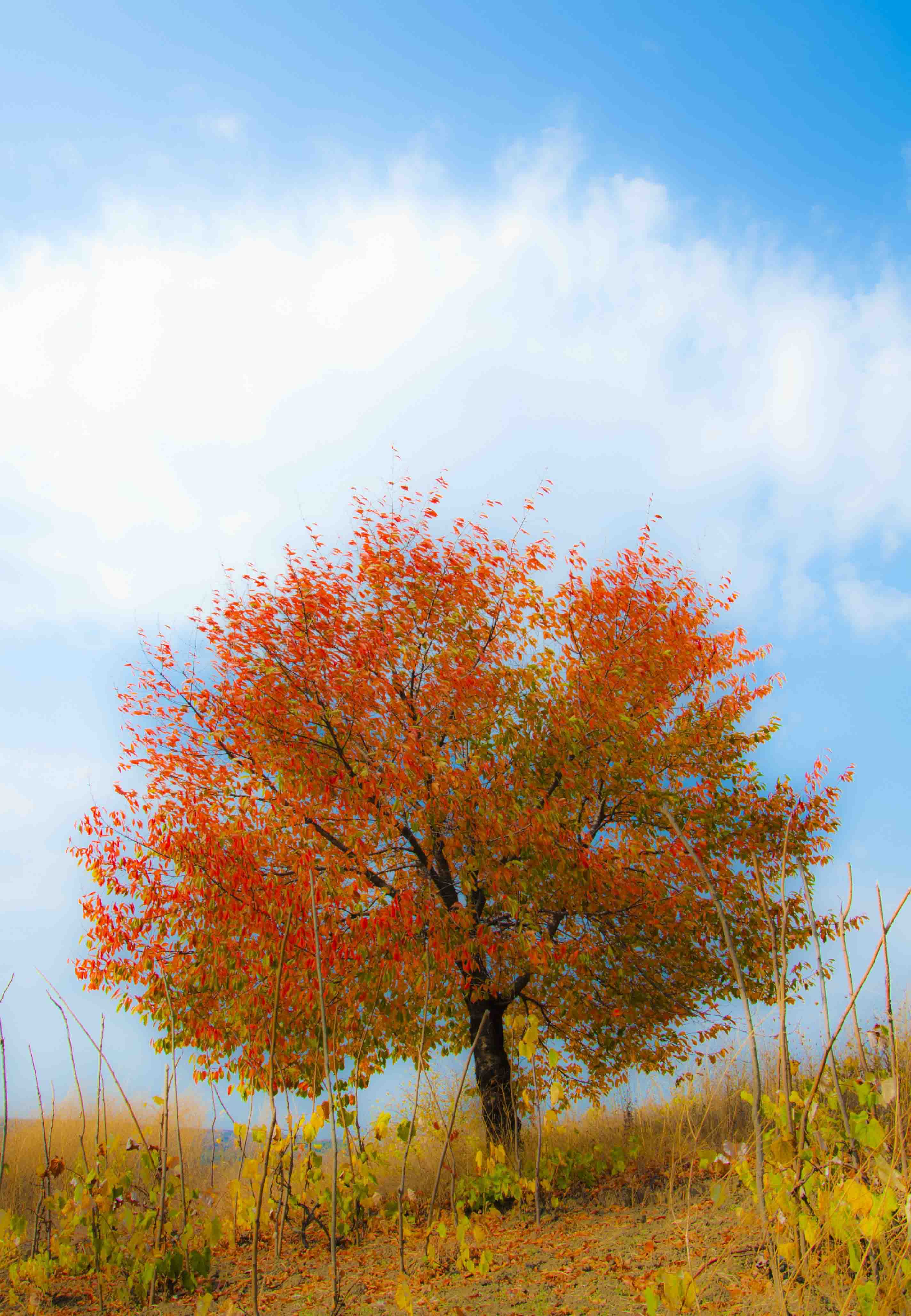 trees in autumn