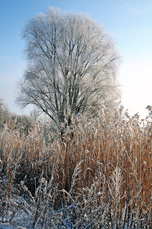 Snow Tree