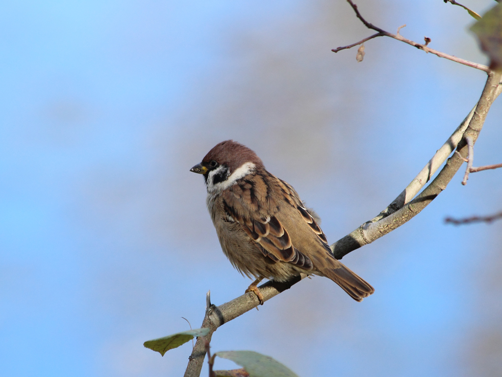 Passer domesticus