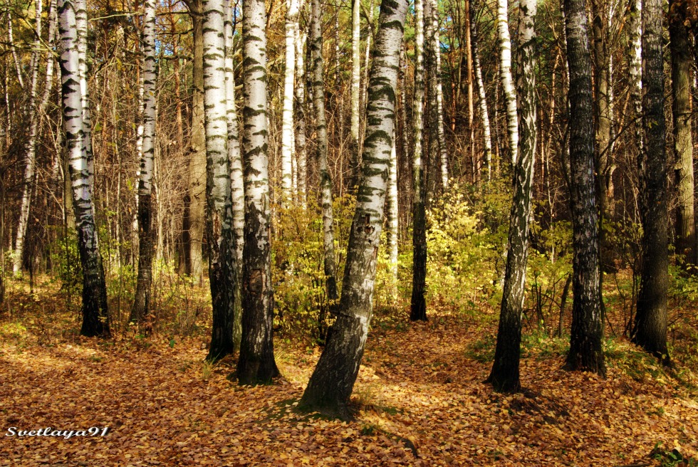 Белоствольная осень