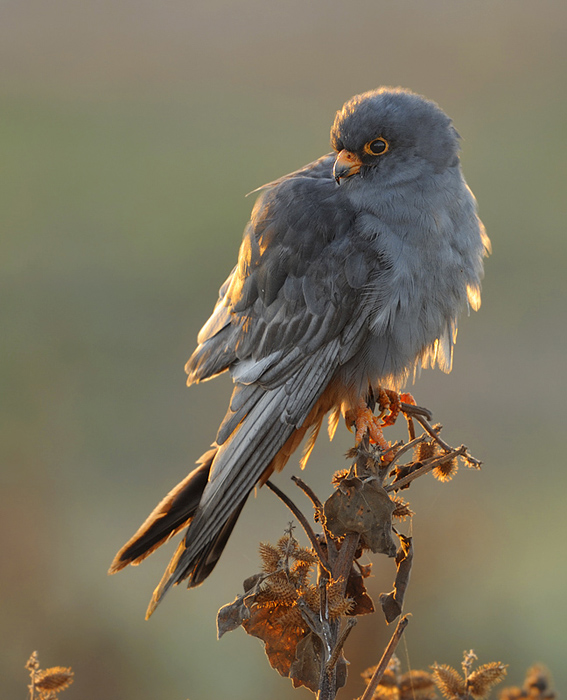 Red-footed Falcon: портрет