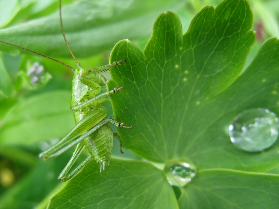 кузнец