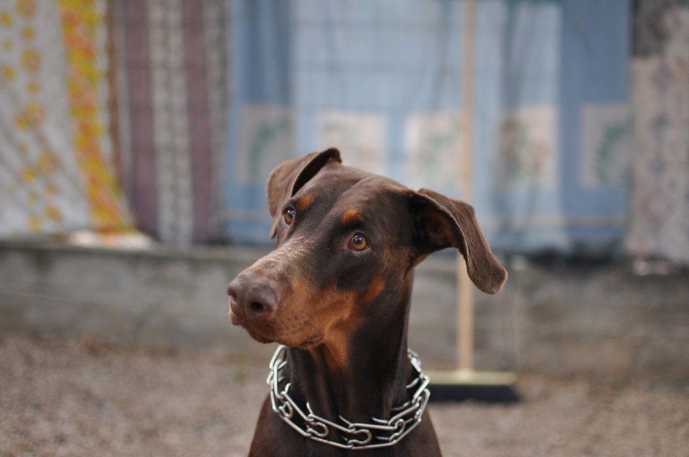 Udevloniy Doberman