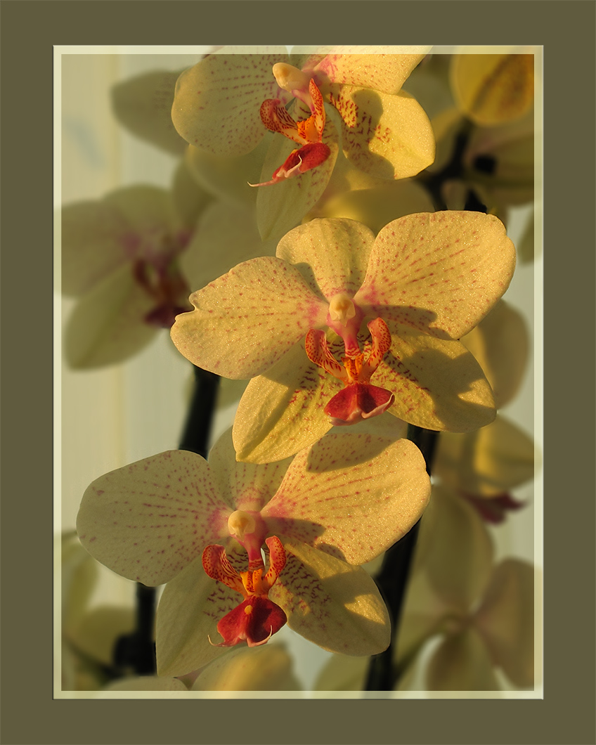 Office orchid