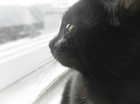 Моя кошечка