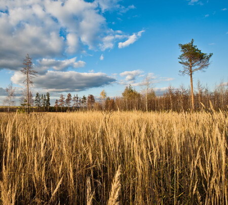 На дальней станции сойду...