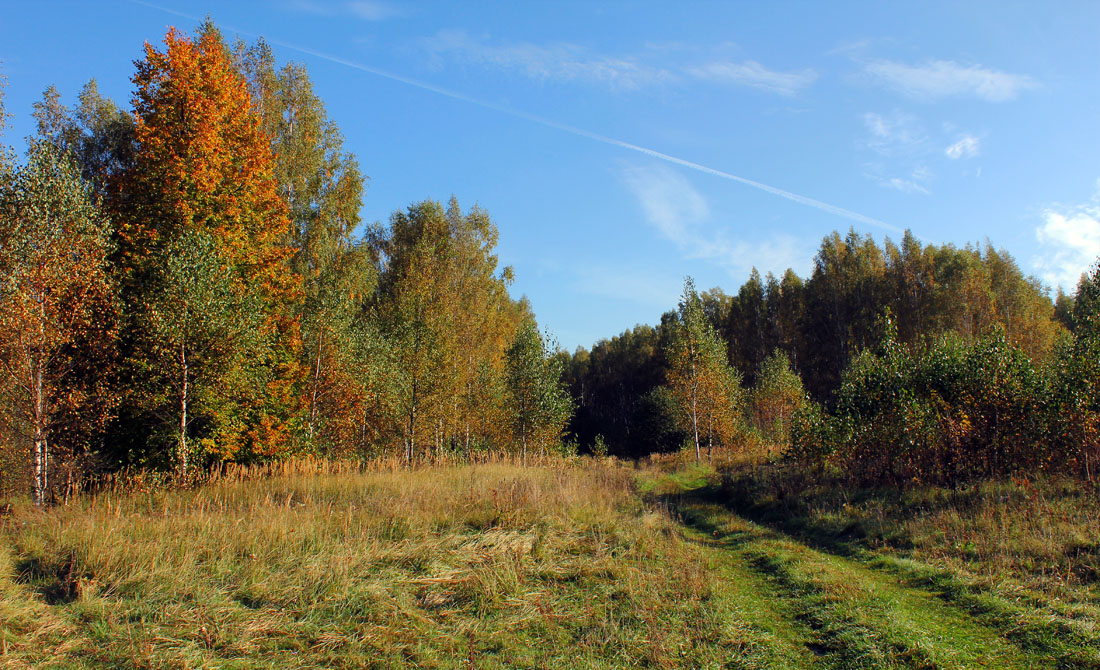 В осенний лес