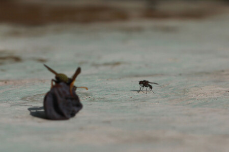 Попробуй, отними!