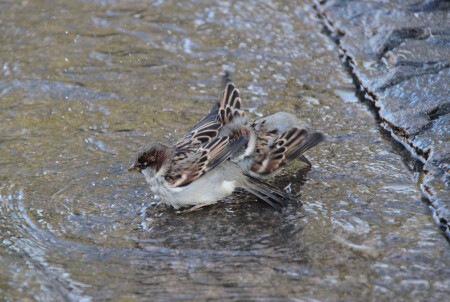 Ой, а что у тебя под хвостиком?