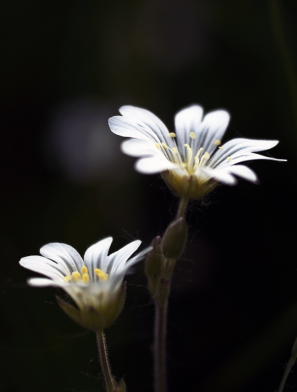 Stellaria holostea