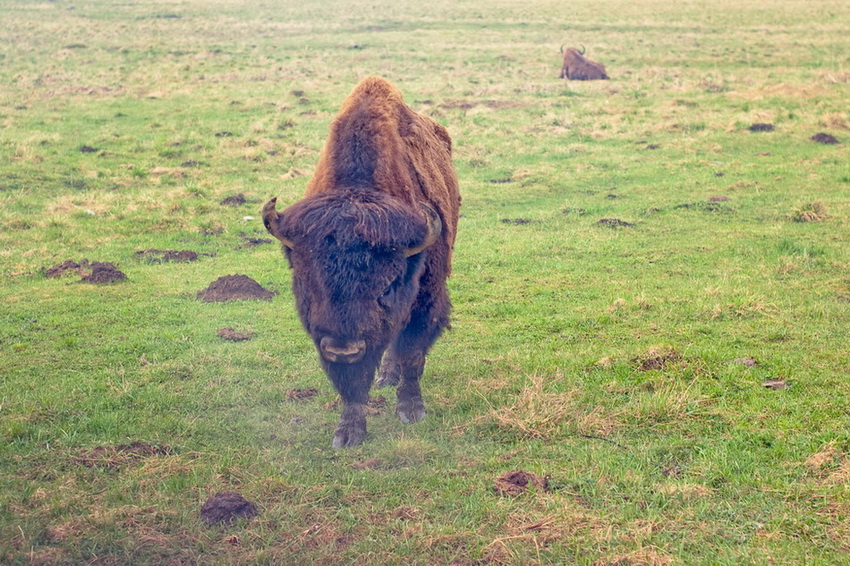 Bison bonasus (made in USSR)