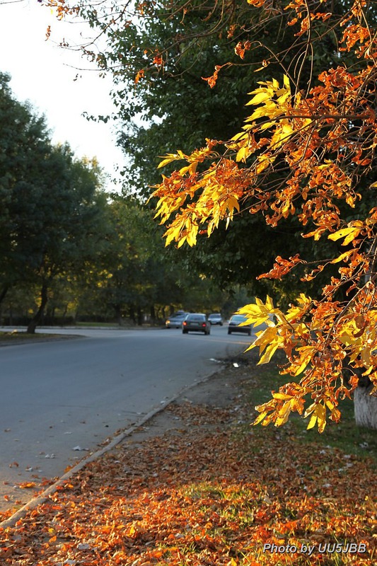 Осенний цвет