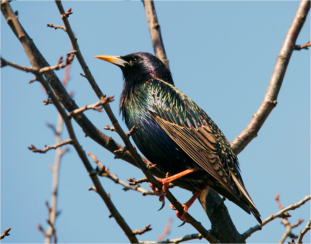 Sturnus vulgaris - Скворец обыкновенный