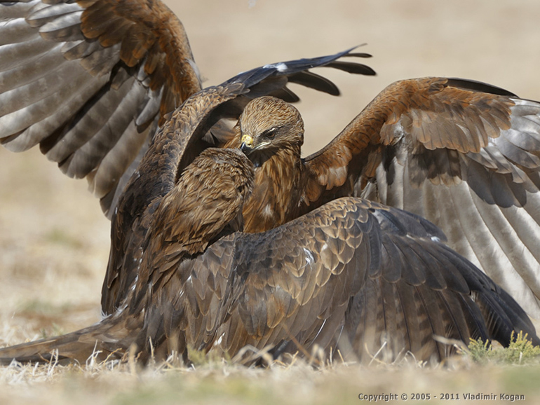 Black Kite: Обнявшись ...