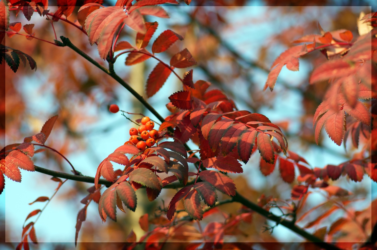 autumn gold