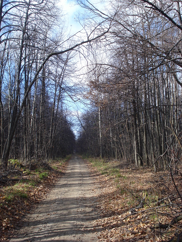 Лес за городом