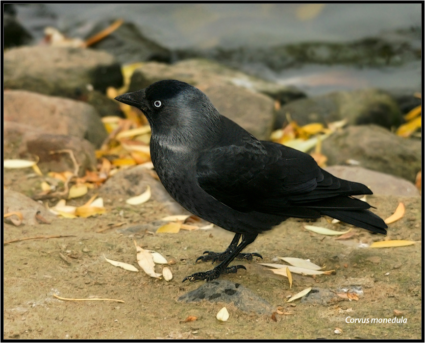 Corvus monedula