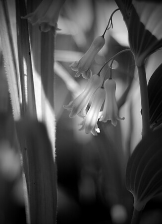 Polygonatum odoratum