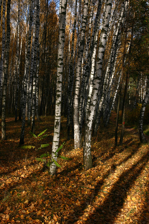 Осенний свет