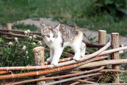 Котёнок