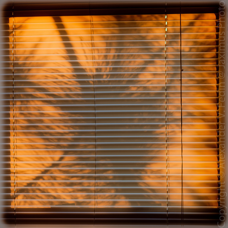 Translucent Blinds