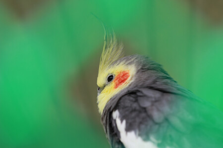 Попугай сидит на ветке - яркой красочной расцветки.