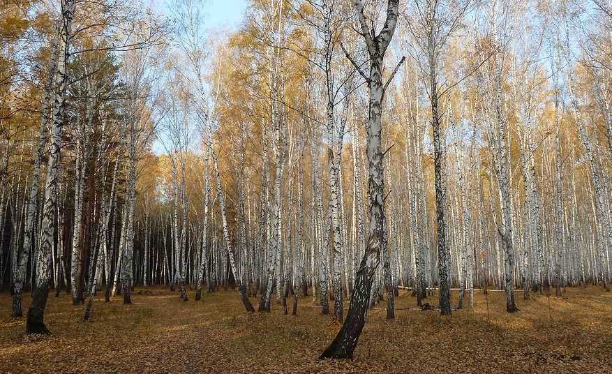 В парке